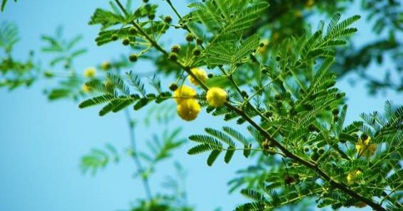 Babul tree uses in hindi Benefits बबूल का पेड़